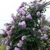 Envío Directo de Una Pieza Plántulas de Rosa Grande para Desfiles Trepadora para Balcón Rosa Trepadora de Cuatro Estaciones Planta Trepadora Rosa Planta de Rosa en Maceta