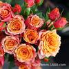 [Suministro Transfronterizo] Semillas de Flores Rosa Europeas, Plantas Florales, Florecen en Todas las Estaciones, las Plantas Verdes y las Semillas de Flores Son Fáciles de Cultivar