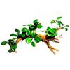 Musgo para Paisajismo de Acuarios Madera a la Deriva Plantas Acuáticas Naturales Reales Hierba Musgo Ficus de Madera Negativa Pecera Ecológica Árbol de Musgo