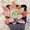 Envío Gratis de Plantas Suculentas Kunming Maduras con Macetas al por Mayor Interior Invernadero de Yunnan con Raíces Combinación de Plantas Suculentas en Maceta Suculenta