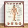 Diagrama dos Pontos de Acupuntura do Corpo Humano, Ventosaterapia nos Meridianos da Acupuntura, Comparação entre Pontos de Acupuntura para Beleza e Doenças, Pôster Grande de Medicina Tradicional Chinesa para Cuidados com a Saúde