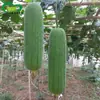 Sementes de Luffa para Carne Baofeng Horta Fazenda Base Horta Polpa de Luffa Sementes de Luffa Pele Verde Macia
