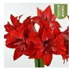 Bulbos importados de Amaryllis afrikanus sudafricano, encantadores y caprichosos, para decoración de interiores