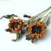 Ins Decoración al por Mayor Algodón Nomeolvides Natural Espigas de Trigo Ramo de Flores Secas Muebles para el Hogar Accesorios de Fotografía Frescos Pequeños