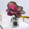 Plantas hidropônicas fáceis de cultivar em ambientes internos Calathea Maçã Verde planta verde planta em vaso adequada para todas as estações sala de estar escritório mesa folhas grandes tolerante à sombra
