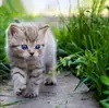 Semillas de Flor de Hierba para Gatitos Son Fáciles de Cultivar en Todas las Estaciones Maceta Interior Hidropónica Semillas de Hierba para Gatos Semillas de Hierba Paquete Original de Color
