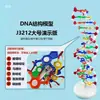 Modelo de Estructura de Doble Hélice de ADN J3242 Componente Versión de Ensamblaje Molecular Pequeño Genético Gen y Mutación Modelo