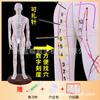 Modelo do Corpo Humano com Pontos de Acupuntura, Diagrama dos Doze Meridianos da Medicina Tradicional Chinesa do Corpo Inteiro, Modelo de Manequim de Cobre para Prática de Acupuntura, Pequeno Manequim de Pele