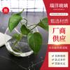 Musgo Micro-Paisaje Botella Ecológica Botella Colgante Planta Hidropónica Vidrio Transparente Bola Colgante Florero de Vidrio Creativo Regalo Creativo