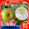 Dropshipping Cuiguan Peral Plántulas de Fruta Pera Miel Nieve de Junio Norte y Sur Plántulas de Fruta Extra Grande Macetadas Injertadas Piel Verde Maduración Temprana