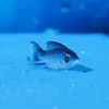 Adornos de Resina con Vida Marina, Paisajismo para Acuarios, Combinación de Estrellas de Mar, Peces Pequeños y Caracolas, Manualidades de Resina para Decoración del Hogar