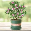 Orquídea Phalaenopsis, Planta Ornamental de Interior, Planta Resistente ao Frio, Planta Florífera, Tronco Velho com Botões, Mudas de Flores Grandes e Pequenas, Planta em Vaso, Bonsai de Fragrância Forte