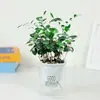 Madeira de Pimenta Perfumada Vasos com Flores Plantas Repelentes de Mosquitos para Interior e Exterior Mudas Velho Monte Bonsai Plantas Verdes Perfumadas Jiuli