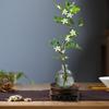 Planta Hidropónica Flor de Murraya Planta Verde en Maceta Interior Jazmín de Murraya Fácil de Cuidar Todas las Estaciones Escritorio Planta Verde de Bajo Mantenimiento