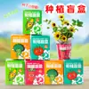 Caja sorpresa de plantación para niños, plantas en maceta pequeñas para jardín de infantes, observación de semillas de plantas, girasol en caja sorpresa mini