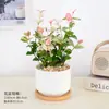 Vaso de Planta Flor de Clorofito Hidropônico para Interior Sala de Estar Escritório Mesa Sempre Verde Fácil de Cuidar Purifica o Ar