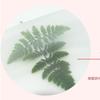 Flor Bater Hecho a mano diy Herramienta para hacer flores secas Material Placa de repujado Accesorios especiales Tabla de secado Papel absorbente Papel de forro
