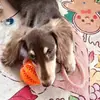 Juguetes Interactivos para Perros Pelotas con Cuerda para Premios y Goma para Perros Pequeños y Medianos, Resistentes a la Mordida, Limpieza Dental para Mascotas