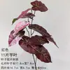 Hojas de Taro Artificiales de Tallo Largo de Colores y Hojas de Monstera para Decoración Suave de Invierno en Interiores de Salones de Bodas, Arreglos Florales de Plantas, Muros Florales y Paisajismo Floral