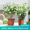 Plántulas de jazmín cabeza de tigre en maceta con brotes, gardenia de nueve millas de interior de dos pétalos, fragante y de larga duración. Florece en todas las estaciones.