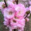 Jardín de Flores para Dropshipping, Wintersweet, Ciruela Roja, Ciruela Negra, Ciruela Verde, Ciruela Blanca, Brote de Wintersweet Corazón Liso, Maceta de Flor de Ciruelo