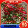 Dropshipping, flor vermelha resistente à seca e ao frio, muito fácil de cultivar, planta de jardim de cores brilhantes e indispensável, flor de brocado do príncipe