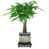 Árbol del Dinero Maceta Planta de Interior Tierra para Flores Pequeño Bonsái Cultivado en Maceta Planta Verde para Sala de Estar Oficina Fortuna Cerámica Maceta Pequeña