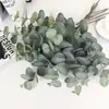 Hojas de Dinero Simuladas, Ramas de Eucalipto, Hojas Redondas, Hojas de Eucalipto, Plantas Simuladas, Plantas Verdes, Arreglos Florales para Bodas en Casa