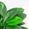 Filodendro Princesa Hoja Grande Diamante Dorado Planta Verde Fresca Divertida de Escritorio para Interiores Planta en Maceta Fácil de Mantener Florales y Plantas Hermosas