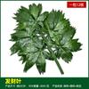 Simulación de hojas de baniano, hojas de arce rojo, hojas de ginkgo, ramas falsas, hojas de otoño, ingeniería, decoración, plantas verdes, paisajismo, venta al por mayor
