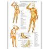 Póster de Anatomía Humana de la Fábrica de Dongguan Inglés Músculo Póster Médico Vaso Sanguíneo Cabeza Imagen Colgante de Divulgación Científica Popular