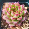 Base de planta suculenta autoproducida y autovendida al por mayor suculentas pequeñas combinación de flores plantas en maceta plantas carnosas Lithops Haworthia