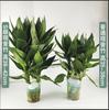 Venta directa de fábrica de plantas hidropónicas de bambú rico en macetas para sala de estar interior Guanyin Bamboo hidropónico con raíces para cultivar plantas verdes y flores.
