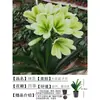 Orquídea Mariposa Monje Clivia Auténtica en Maceta Redonda con Capullos en la Sala de Estar y la Oficina Plántulas de Orquídea Florecen en Todas las Estaciones