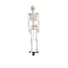 Modelo de Esqueleto Humano Boyou 85cm Modelo de Esqueleto Humano Modelo de Esqueleto Esqueleto de Cuerpo Completo Pantalla Esquelética Materiales Didácticos