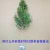 Dropshipping de mudas de buxo, estacas de buxo, árvores velhas de buxo de caule único, sebes verdes, mudas para paisagismo de vilas e jardins, resistentes ao frio e ao calor