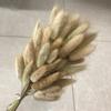 Grama de Coelho Seca, Junco, Cruzamento Amazônico, Materiais para Presente DIY, Buquê de Flores Secas, Flores Preservadas, Seco ao Ar