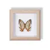 Especimen de Mariposa Real Pintura Decorativa Colgante Adorno de Insecto con Ojos Azules, Marco de Madera Maciza, Regalo para Mejor Amigo, Recuerdo Único