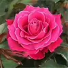 Mudas de Rosas Multicores Enxertadas, Plantas em Vasos Que Florescem o Ano Todo, Flores Grandes, Perfumadas, Adequadas para Uso Interno e Externo, Plantas Verdes, Mudas de Rosas