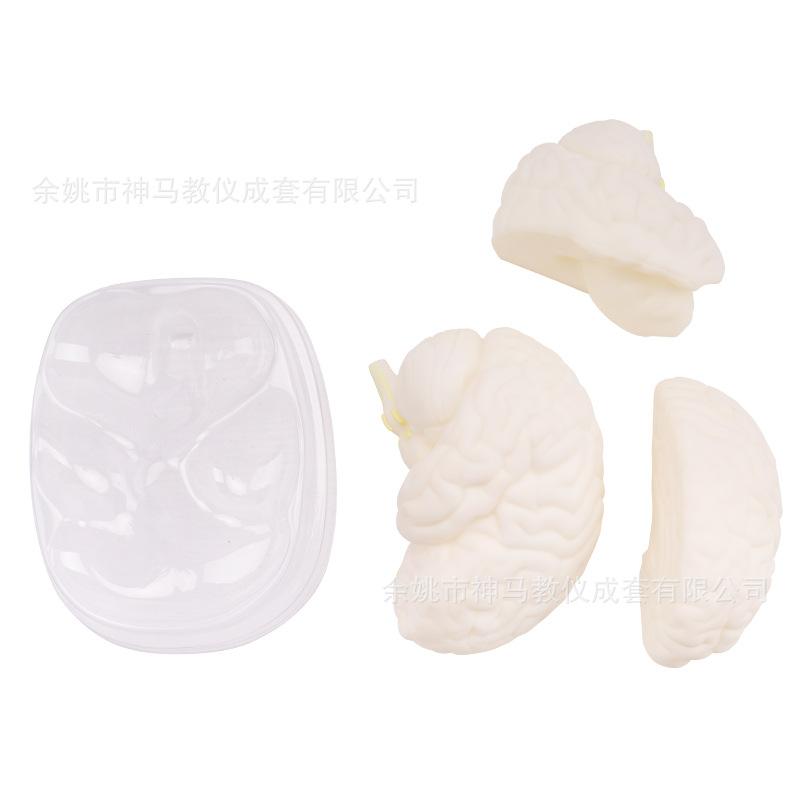 脑解剖模型-8