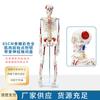Modelo de esqueleto humano adulto, esqueleto, columna vertebral, disco, articulación, estándar médico, enseñanza, modelo de cuerpo entero