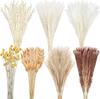 Conjunto Boêmio Transfronteiriço de Juncos e Capim dos Pampas da Amazon, Exquisiteiro Buquê de Flores Secas, Flores Secas Decorativas