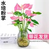 Planta de Antúrio Hidropônico em Vaso Floresce o Ano Todo, Antúrio Vermelho para Plantas de Mesa Internas, Fácil de Manter, Flores Frescas, Plantas Verdes Cultivadas em Água