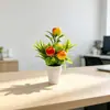 Simulación Transfronteriza 5 Árboles Frutales Bonsái Pequeño Decoración del Hogar Fruta de la Riqueza Planta en Maceta Planta Verde Adorno de Mesa de Sala de Estar