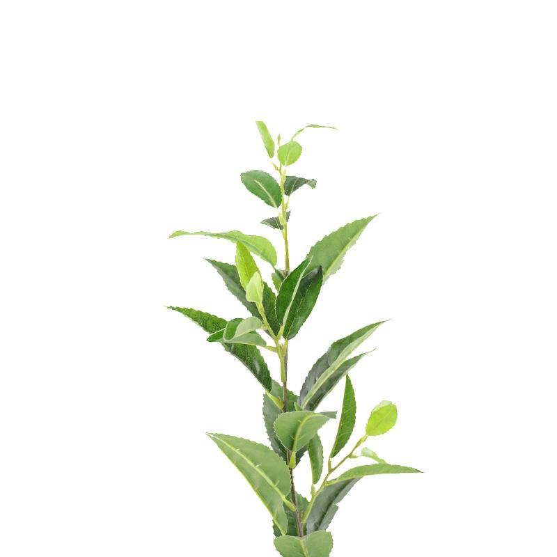 XRB-128 单枝福鼎大白茶叶 (4).jpg