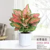Geely Ruyi Rojo Flor Reina Planta en Maceta Planta Verde de Escritorio para Interiores Cuatro Estaciones Mary Ann Perenne Flores Fáciles de Cultivar