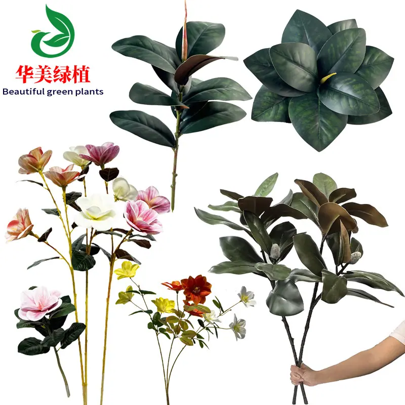 玉兰叶 华美