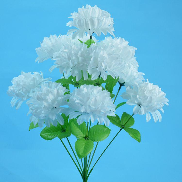 12头爪菊11.jpg