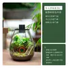 "Ciudad Vacía" Micro-Paisaje DIY Material de Regalo Musgo Micro-Paisaje Paisajismo Paquete para Principiantes Paquete de Materiales