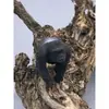Tocones de Árbol Muerto Ramas Modelo Microscópico Escena Fabricación Suministros para Mascotas Base de Figura Embellecimiento de Fondo Decoración Obstáculo